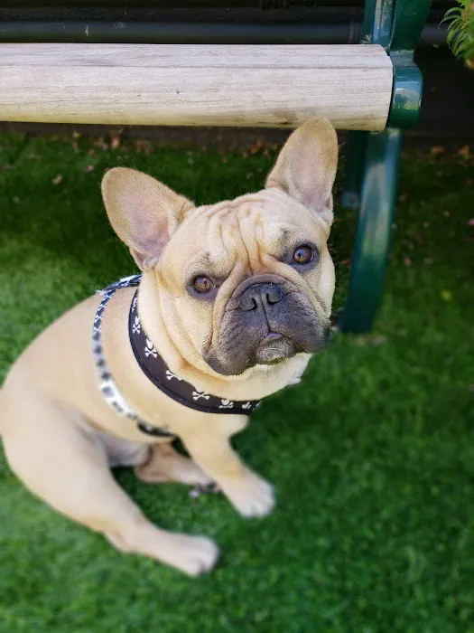 Hart's Dog Park 7