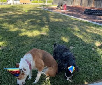 Newman Community Dog Park
