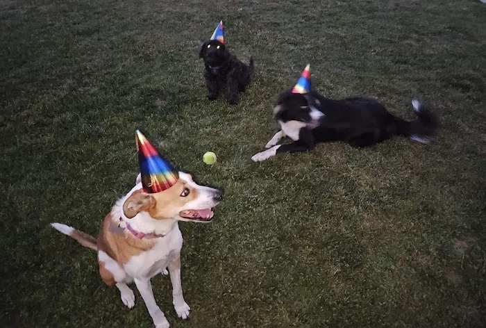 Newman Community Dog Park 6