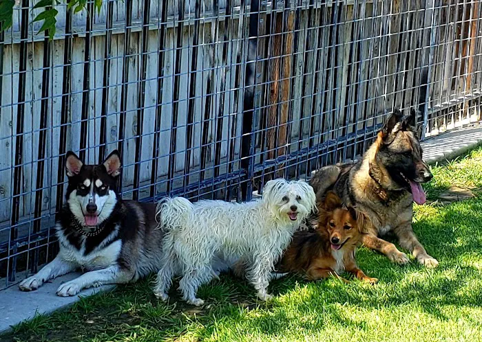 Newman Community Dog Park 8