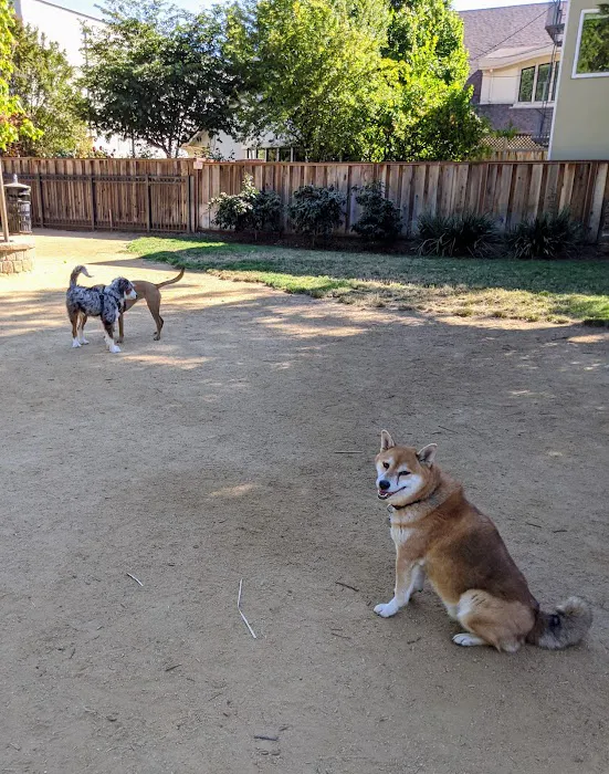 City Hall Dog Park 8