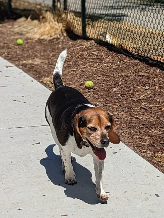 Saratoga Creek Dog Park, San Jose, CA 5