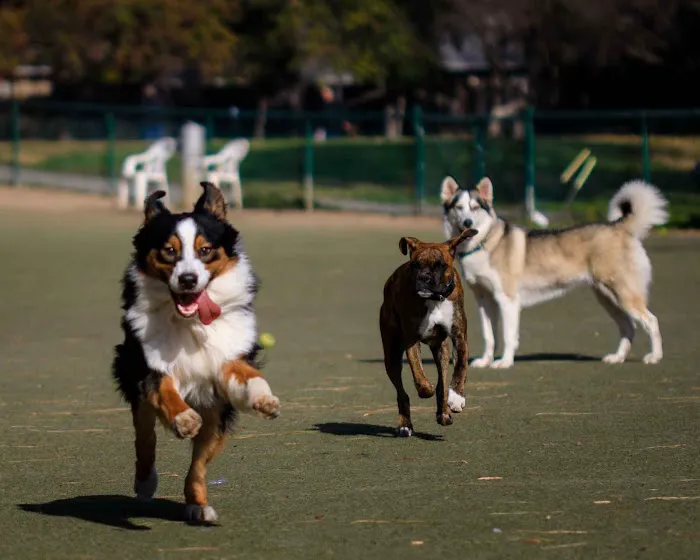 Saratoga Creek Dog Park, San Jose, CA 4