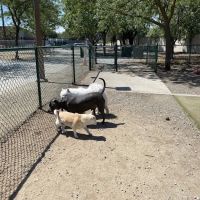 Saratoga Creek Dog Park, San Jose, CA ico