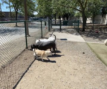 Saratoga Creek Dog Park, San Jose, CA