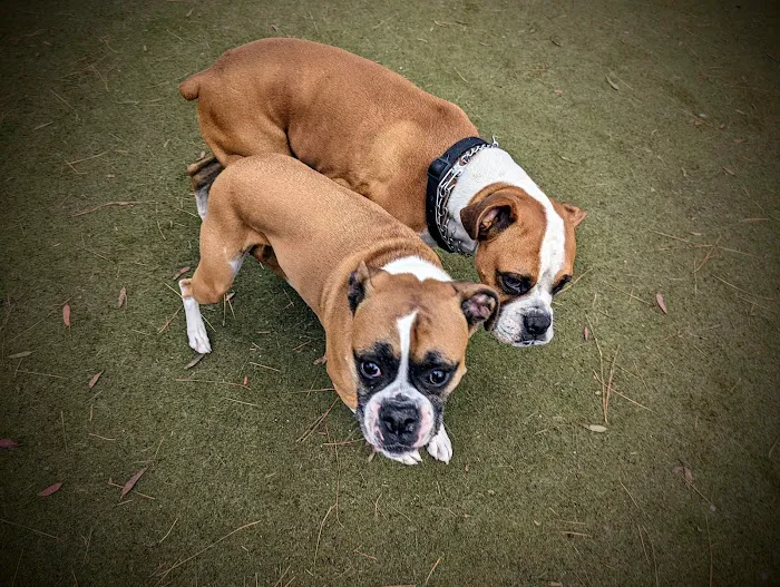 Saratoga Creek Dog Park, San Jose, CA 6