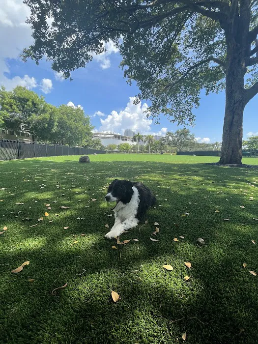 Dog Park 3