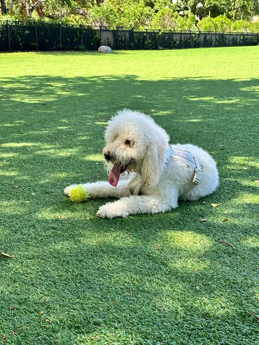 Dog Park 2