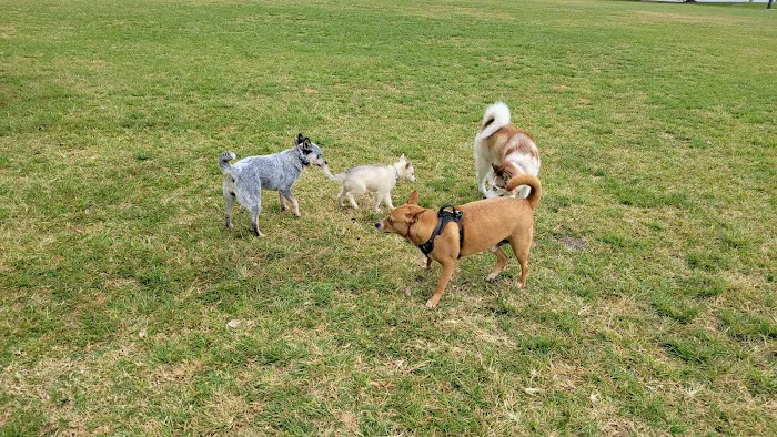 Dog Park - Margaret Pace Park 10
