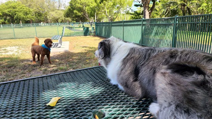 Coconut Grove Dog Park 4