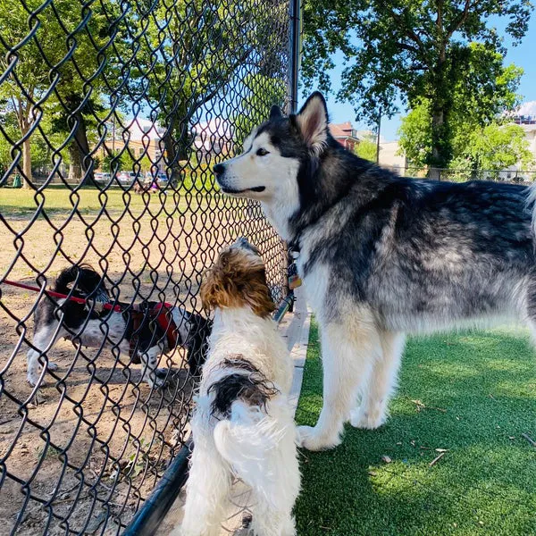 Washington Park - Small Dog Run 4