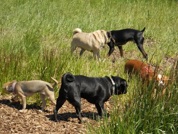 Washington Park - Small Dog Run 6