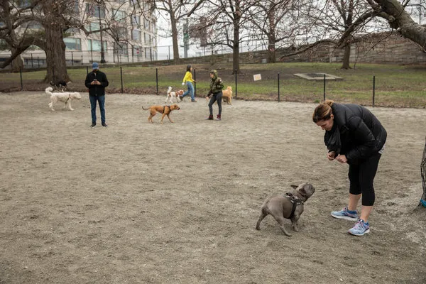 Washington Park - Small Dog Run 3
