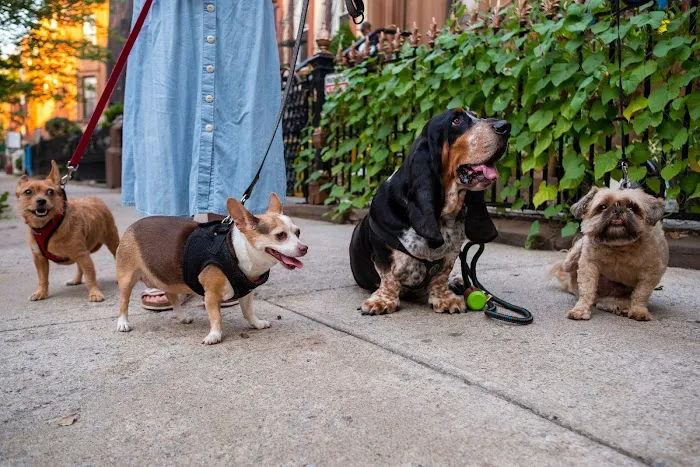 Washington Park - Small Dog Run 10