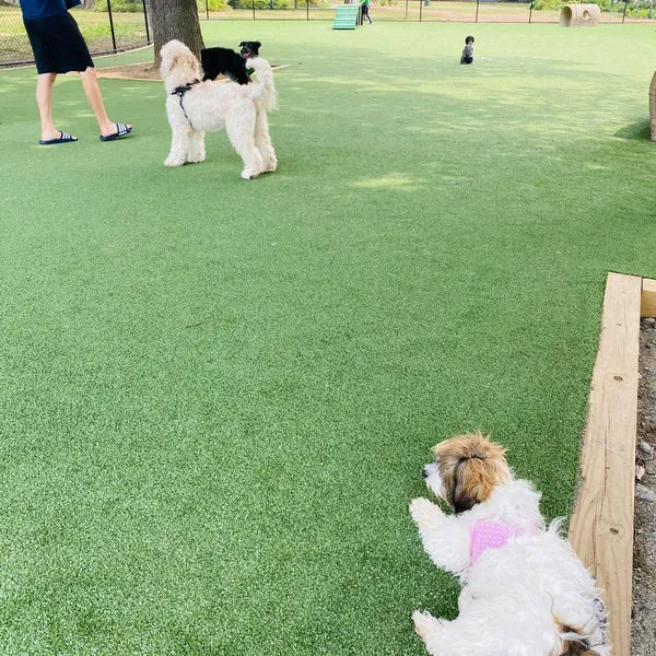Washington Park - Small Dog Run 8