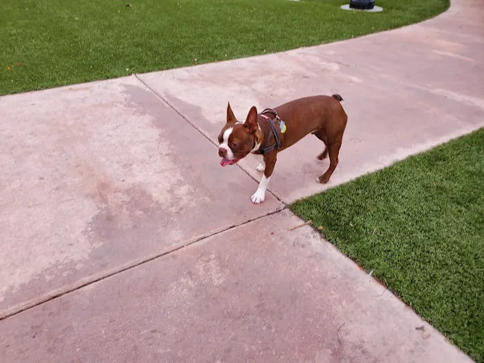 Village Green Dog Park 5