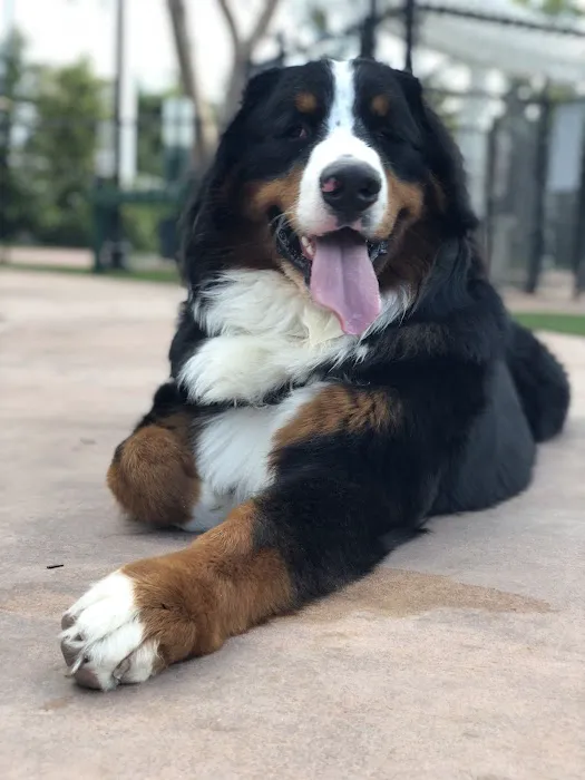 Village Green Dog Park 6