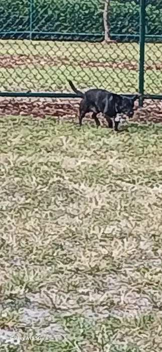 Military Trail Dog Park 1