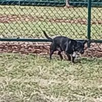 Military Trail Dog Park ico