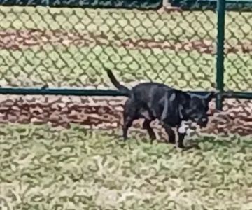 Military Trail Dog Park