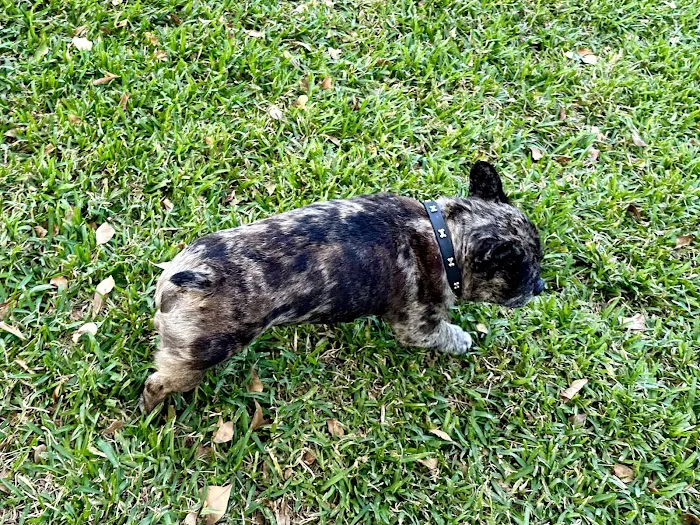 Quayside Doggie Park 5