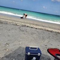Bark Beach ico