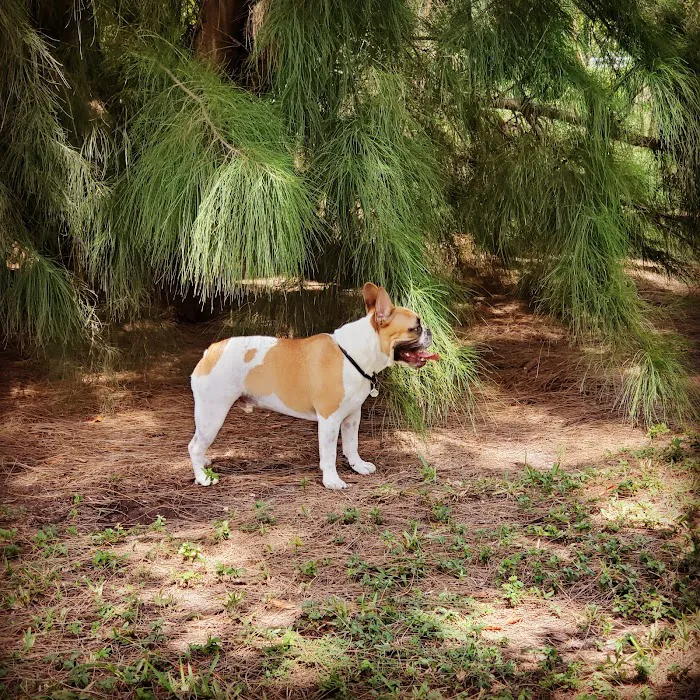 Amelia Earhart Dog Park 10
