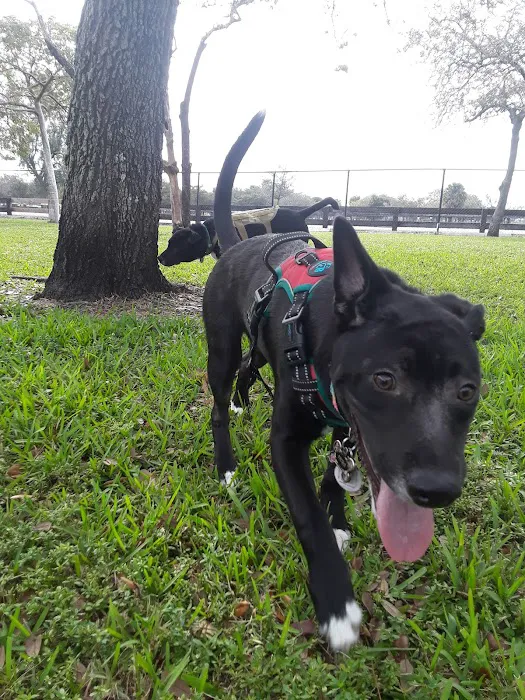 Amelia Earhart Dog Park 5