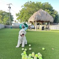 South Miami Dog Park ico