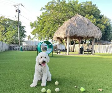South Miami Dog Park
