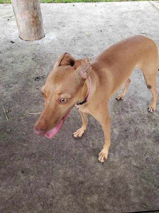 South Miami Dog Park 6