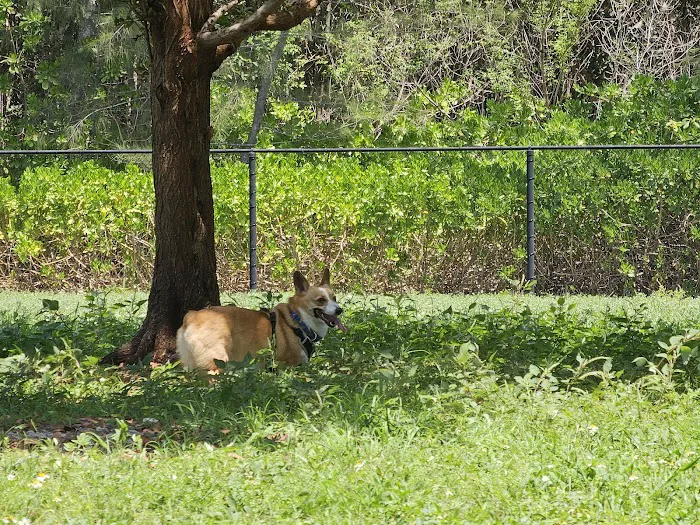 Chapman Trail Dog Park 8