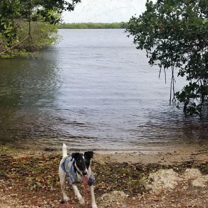 Chapman Trail Dog Park 3