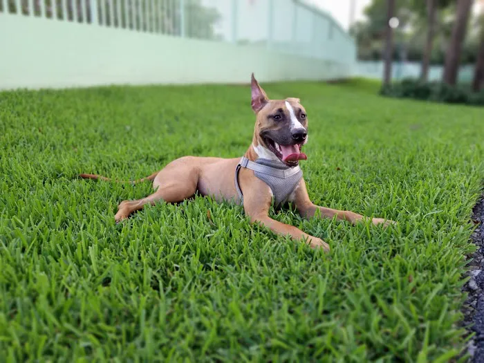 Waterways Dog Park 1