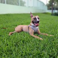 Waterways Dog Park ico