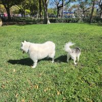 Poinciana Park ico