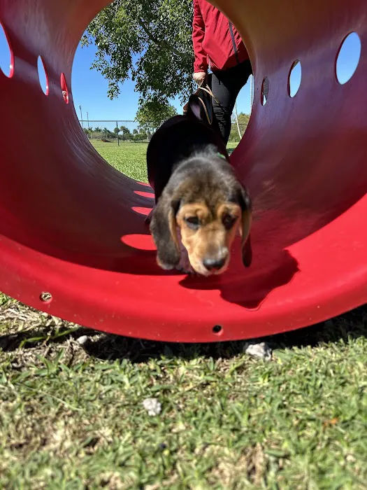 Miramar Paw Central Dog Park 2