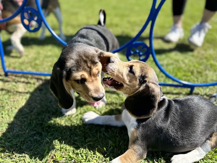 Miramar Paw Central Dog Park 1