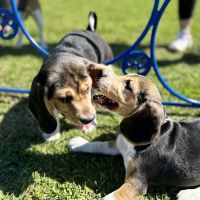 Miramar Paw Central Dog Park ico