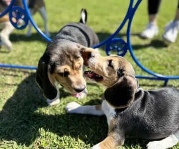 Miramar Paw Central Dog Park