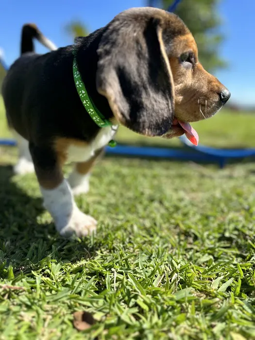 Miramar Paw Central Dog Park 4