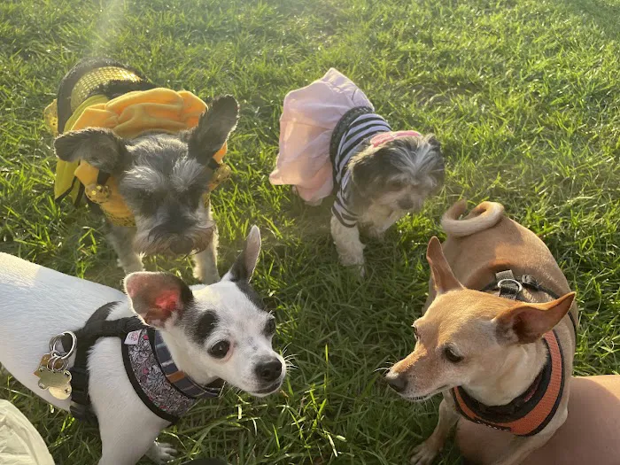 Pembroke Pines Craig Rupp K-9 Dog Park 2