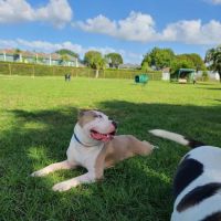 Pembroke Pines Craig Rupp K-9 Dog Park ico
