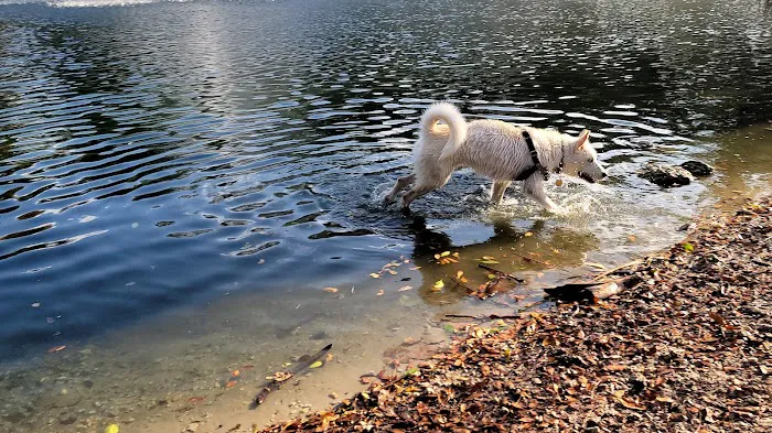 Perrine Wayside Dog Park 2