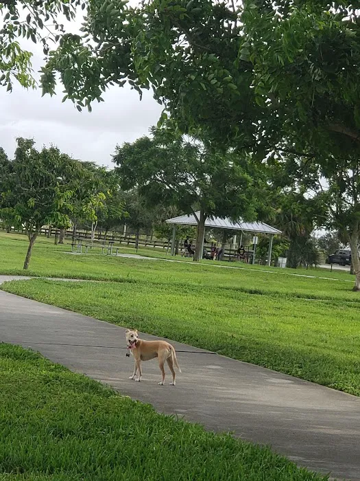 Dog Park 8