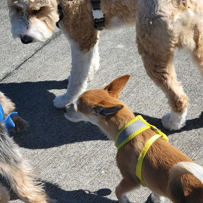 Dog Park 6