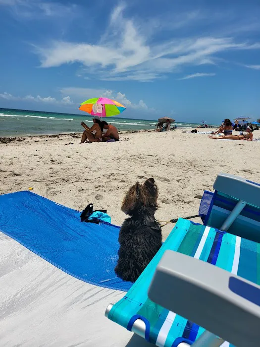 Hollywood Dog Beach 2
