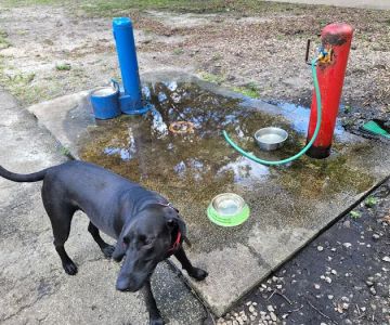 Snyder Bark Park