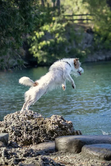 Snyder Bark Park 7