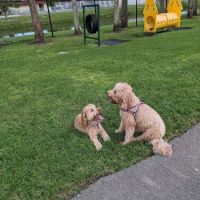 Happy Tails Dog Park ico